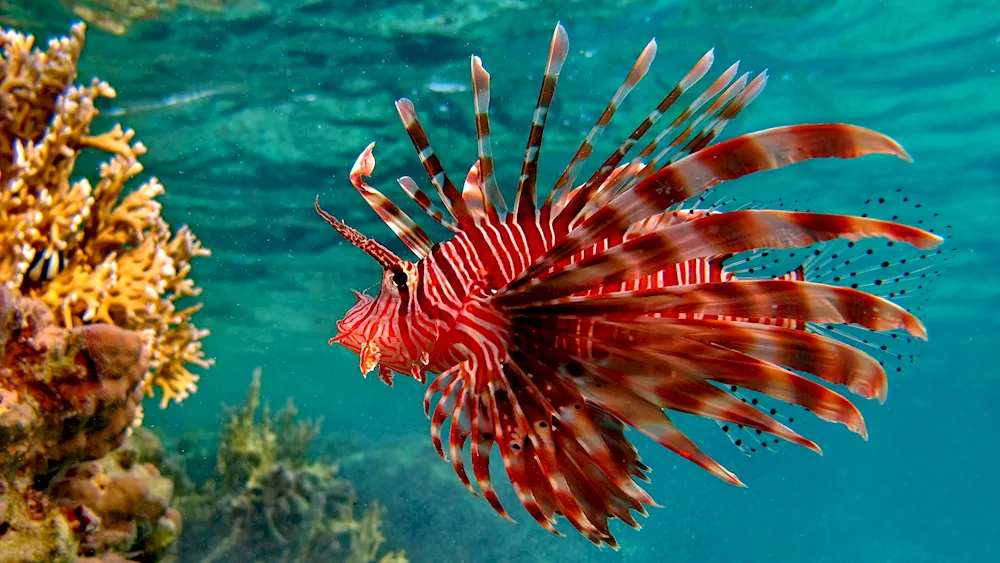 Fugu hedgehog fish