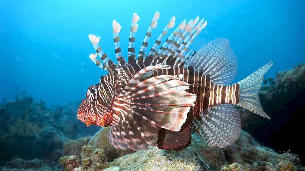 Mediterranean moray eelfish