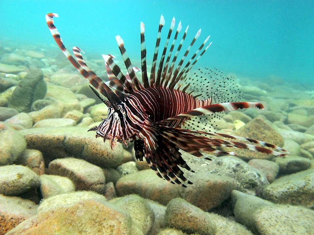 Winged fish Sharm El Sheikha