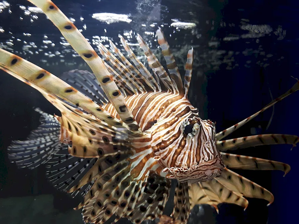 Winged zebra blackstriped fish