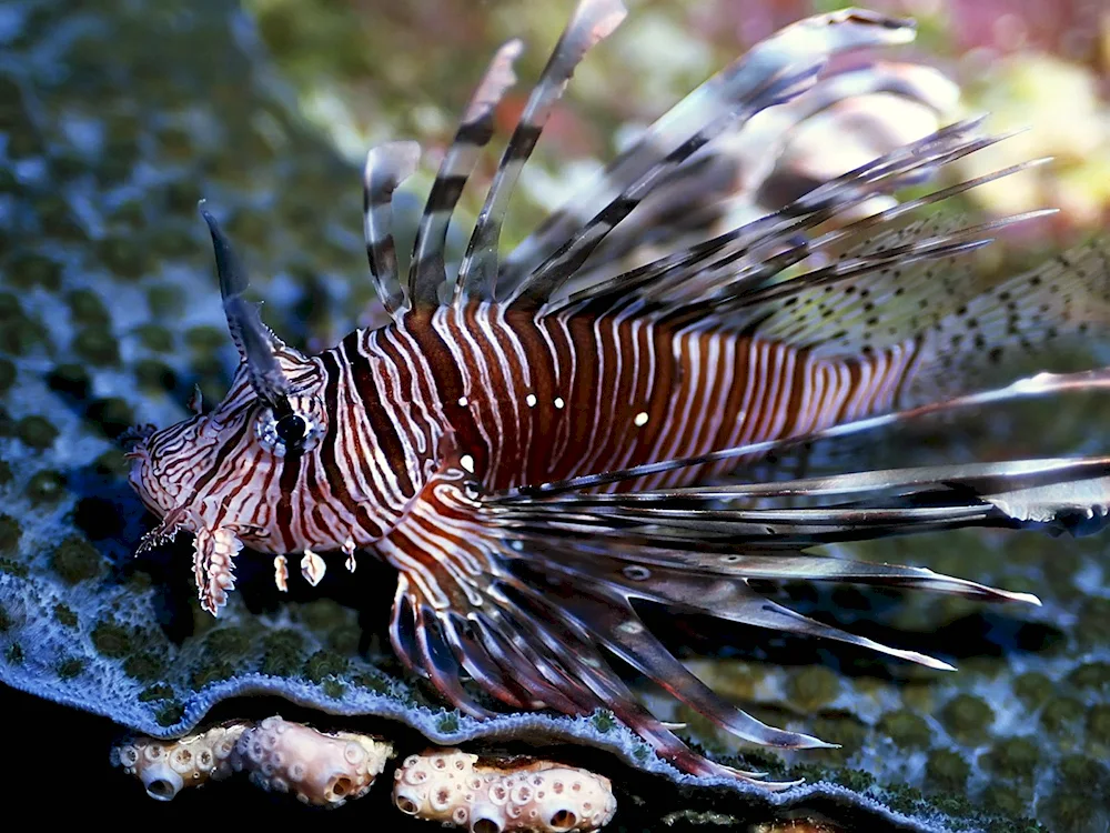 Winged zebra blackstriped fish