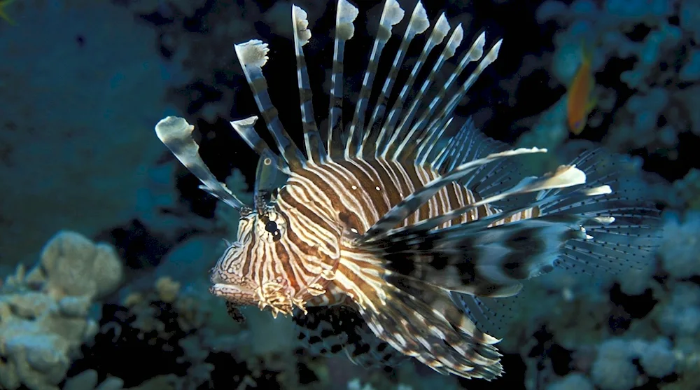 Winged Zebra Blackstriped Devil