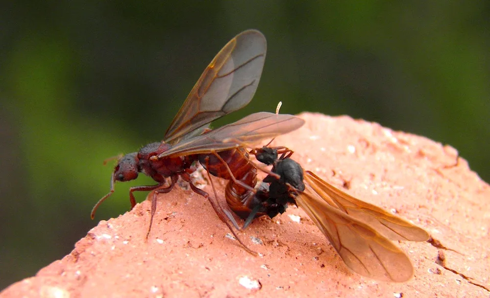 Winged Mate Ants