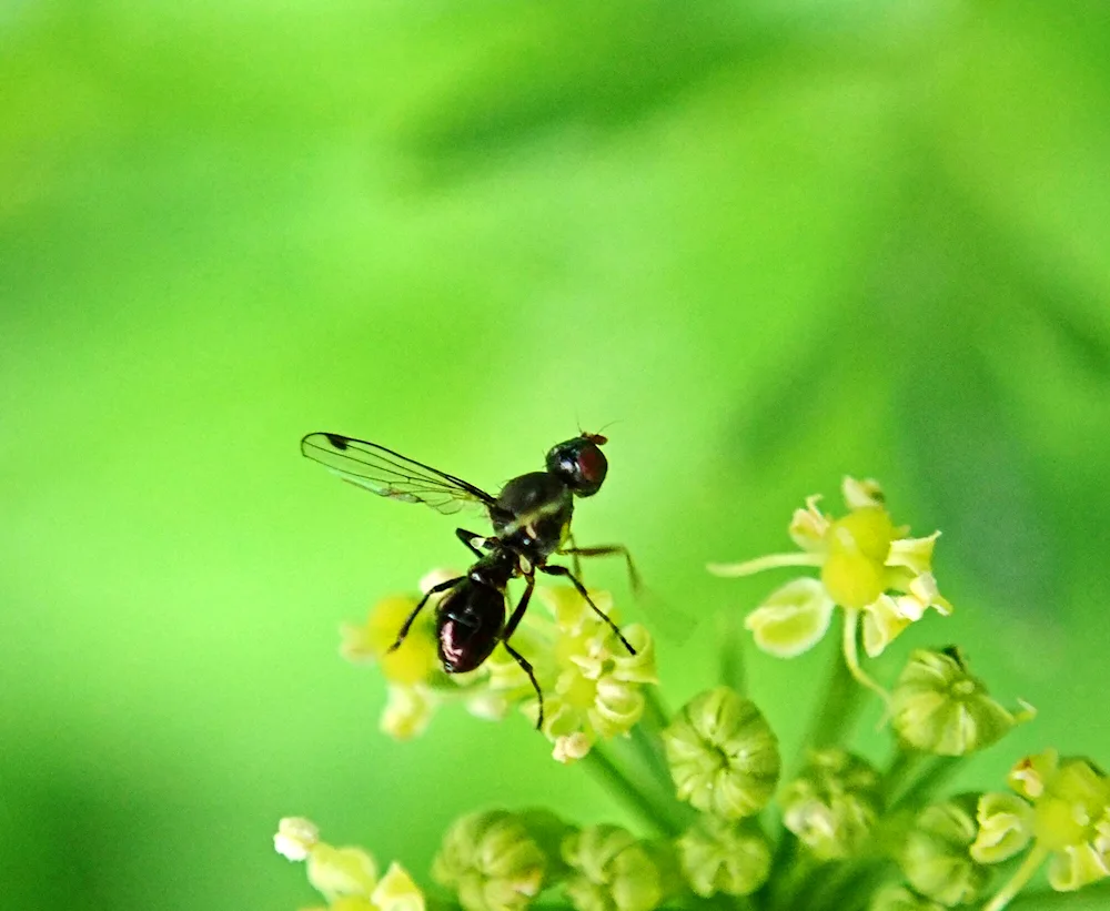 Samka ants with wings