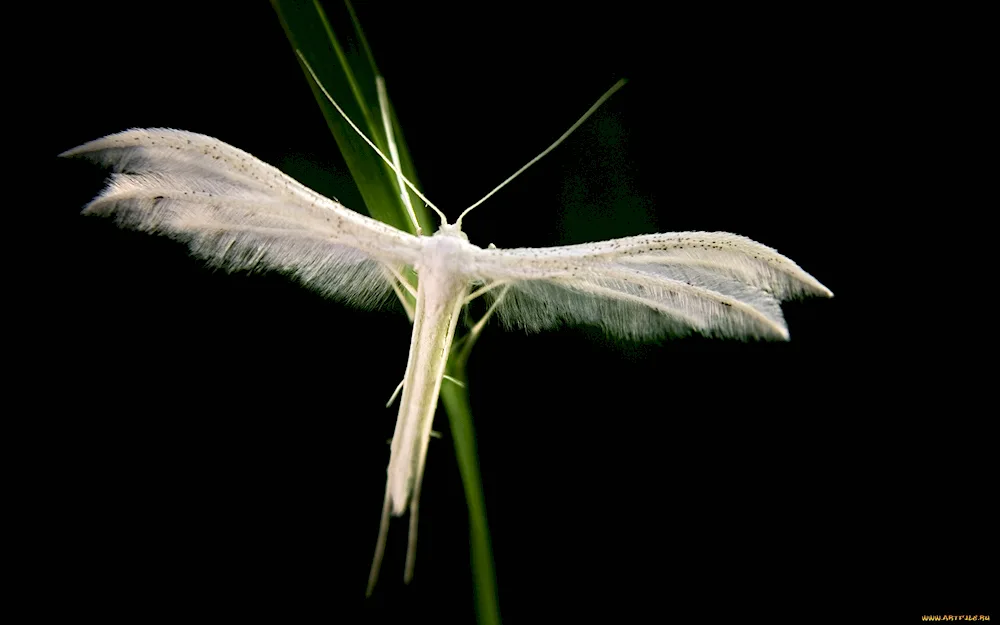 Insect wings