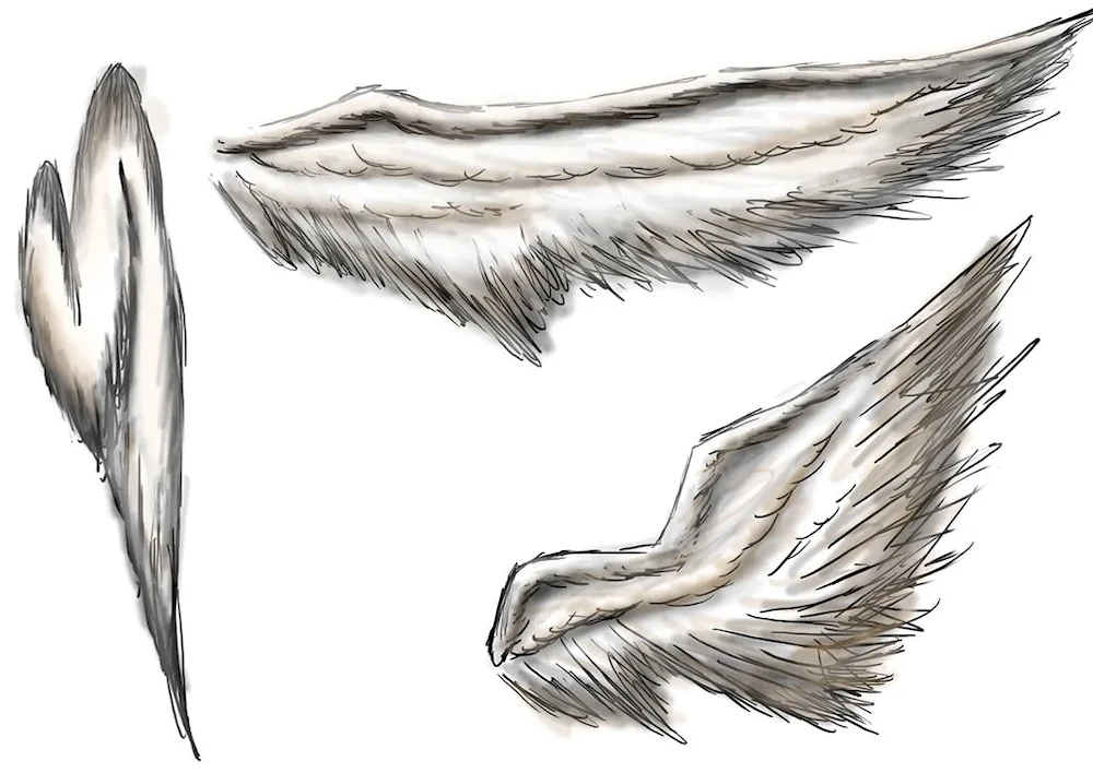 Wings reference of an angel