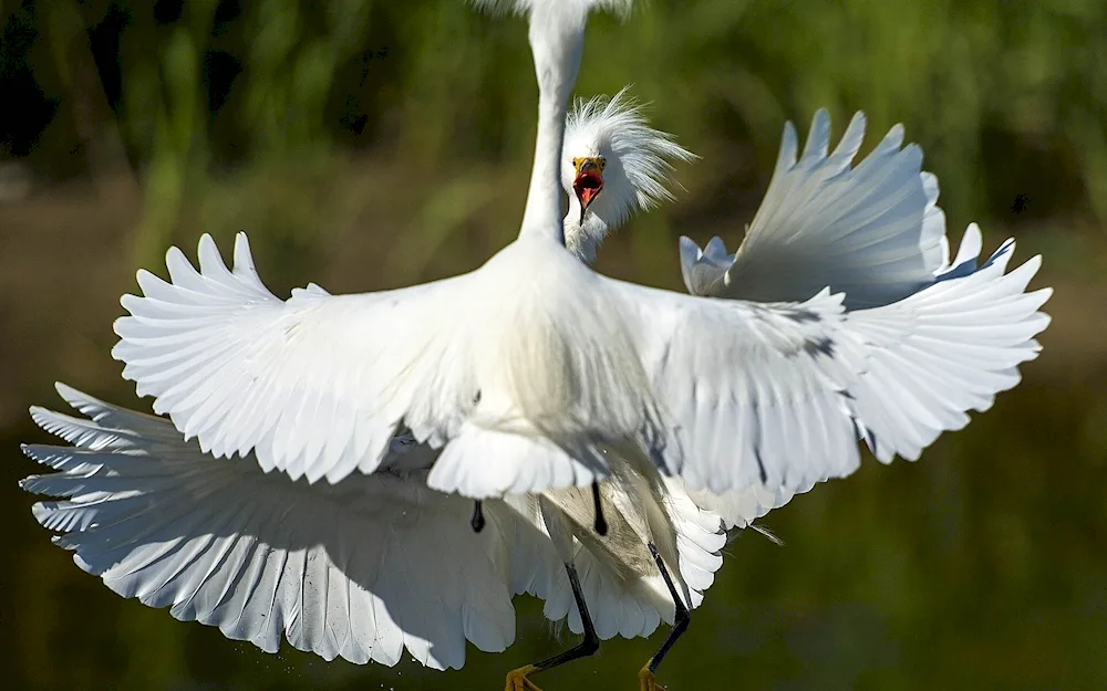 Polar Owl bird