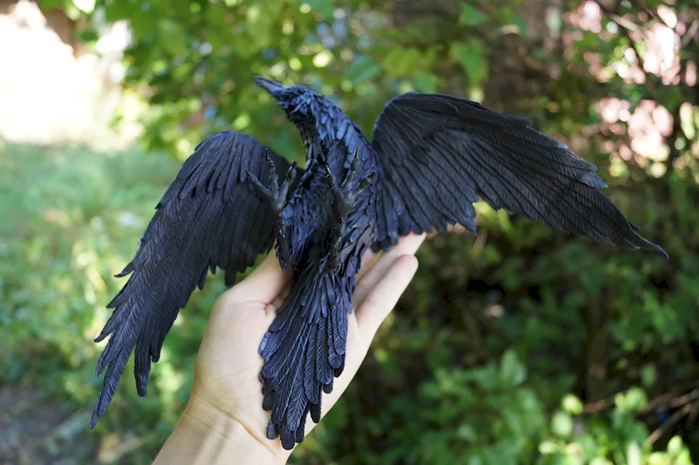 Common raven bird