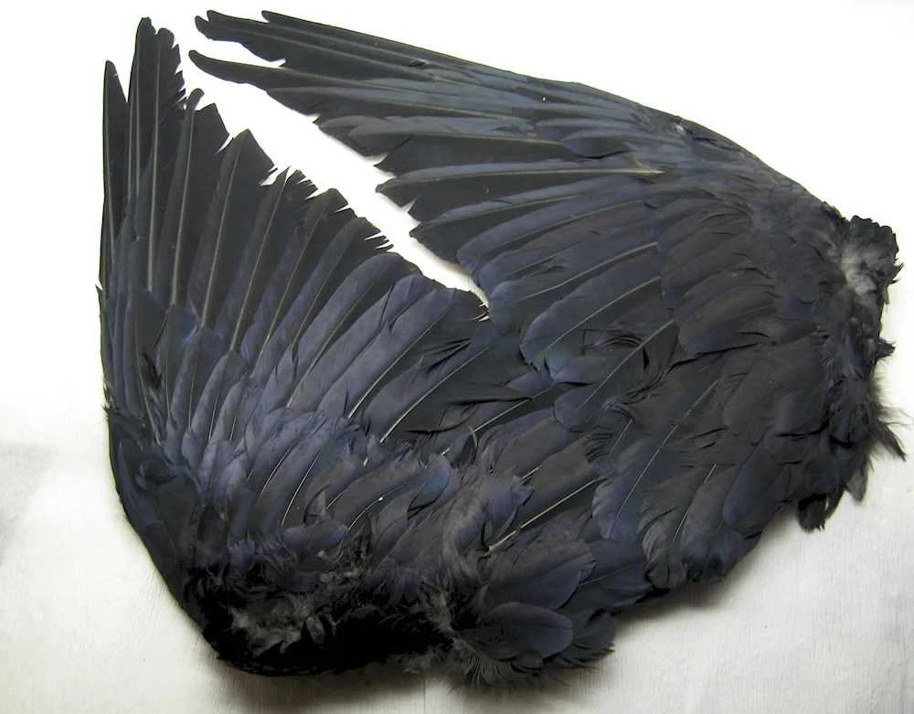 Bird's wing