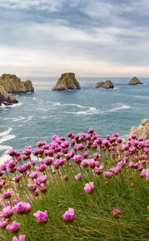 Crimea Cape Fiolent flowers