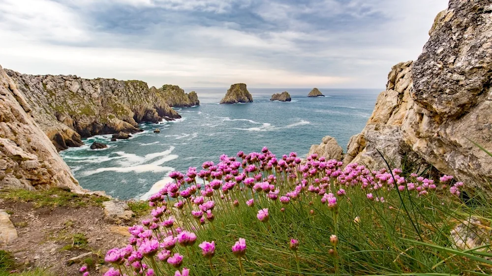 Crimea Cape Fiolent flowers