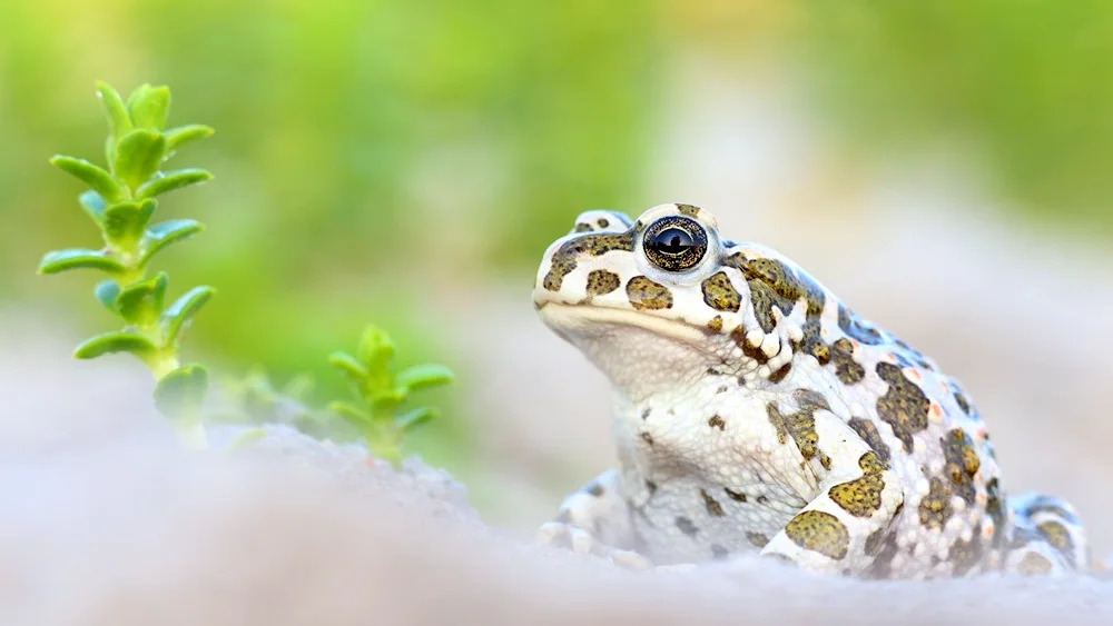 Albino Spotted Toad