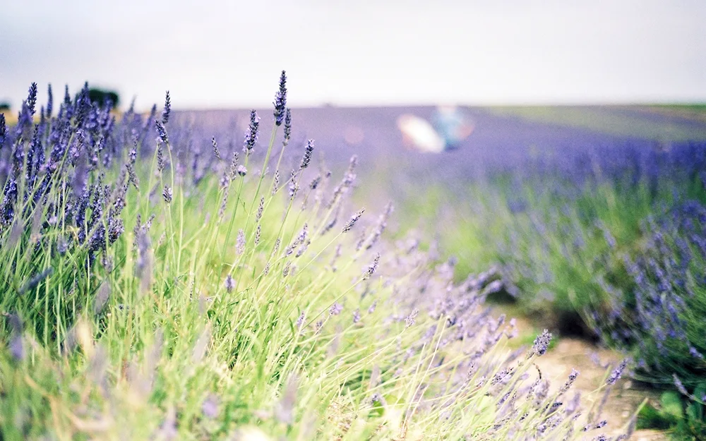 Crime Turgenevka Lavender