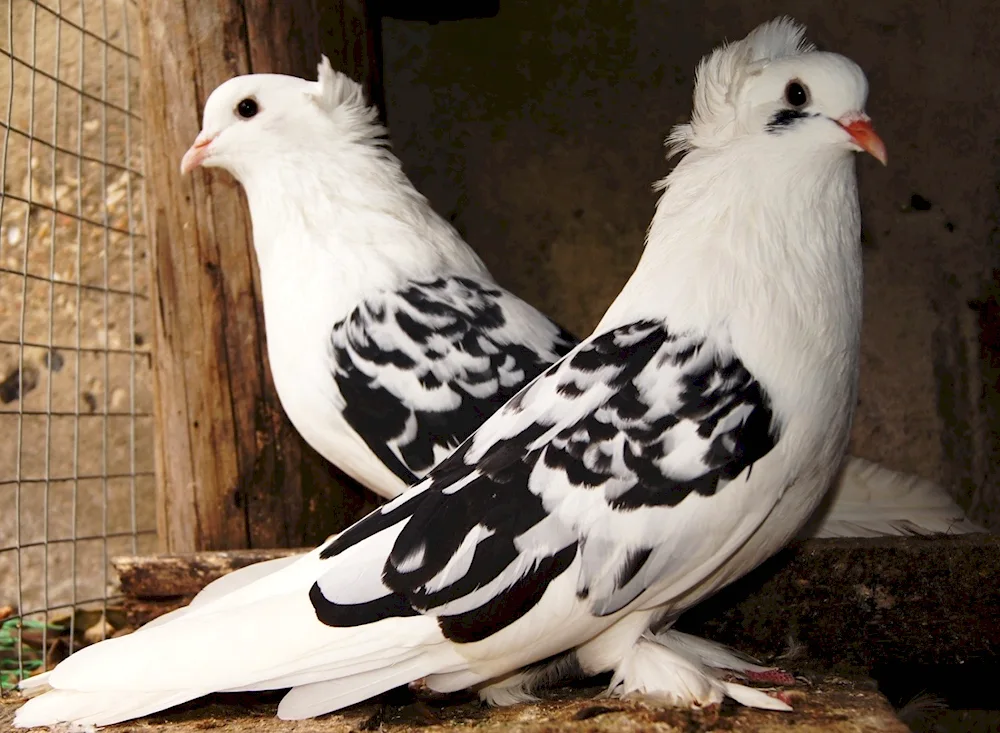 Crimean stuffed pigeons