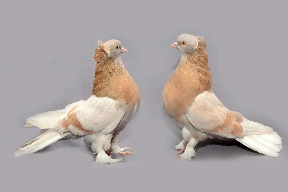 Mury Nikolayevsky pigeons