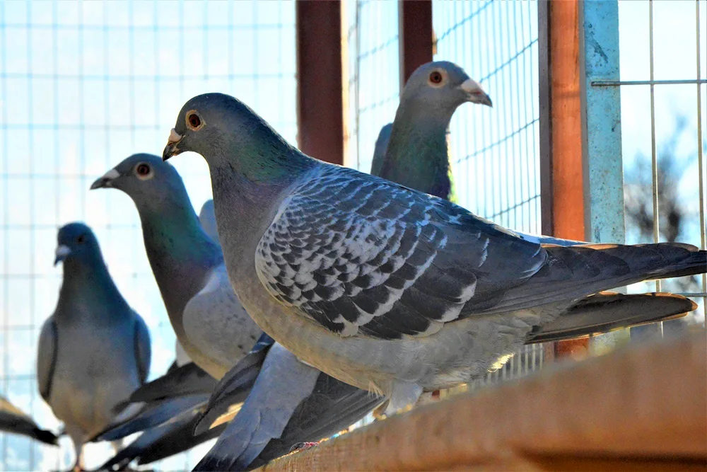 Crimean pigeon Dove