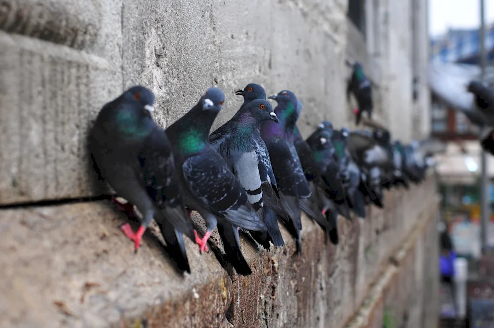 Crimean pigeon