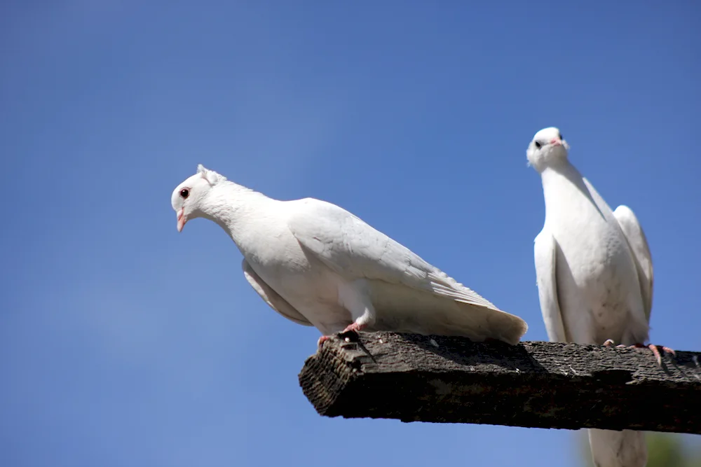 Crimean pigeon Dove