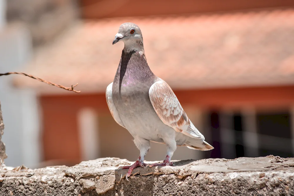 Columba pigeon Livia