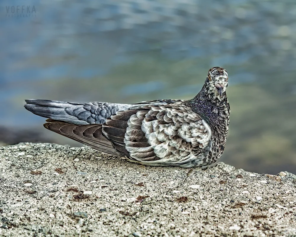 Crimson's pigeon