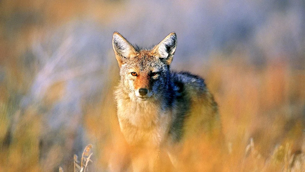 Crimean Steppe wolf