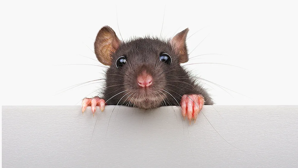 Rat