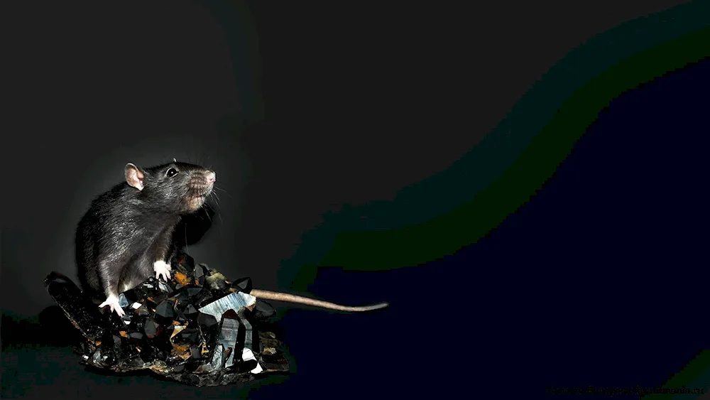 Funny bat