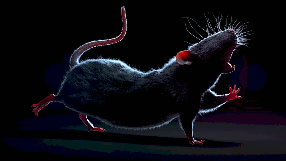 Rat