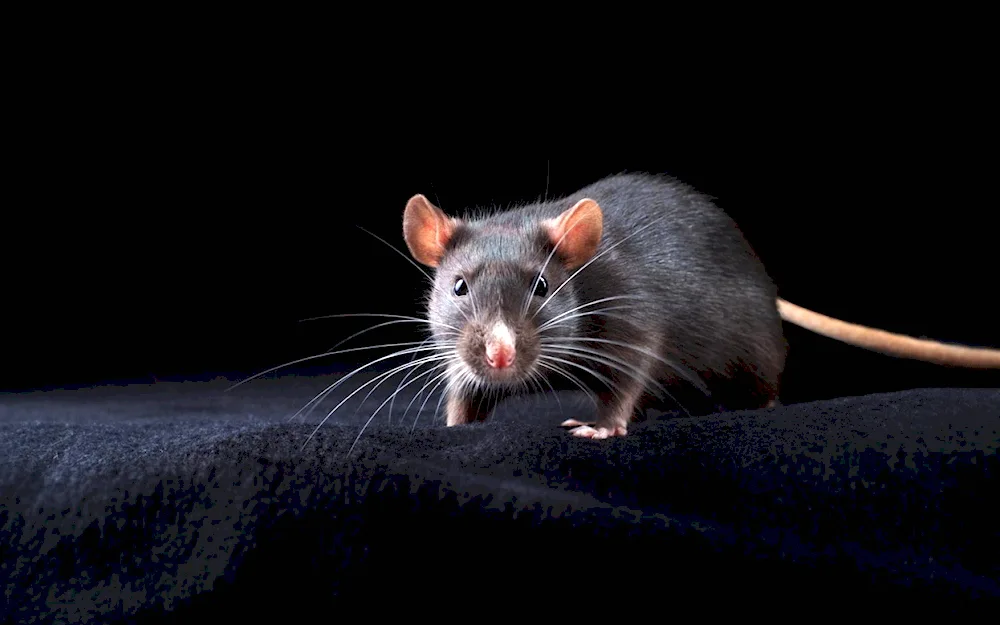 Rats on black background