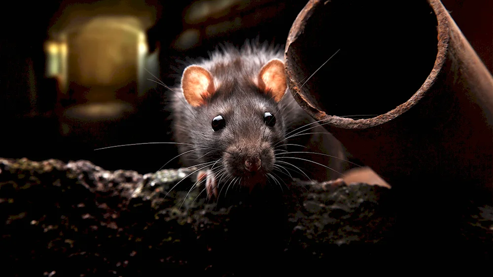 Rattus Rattus Rattus black rat