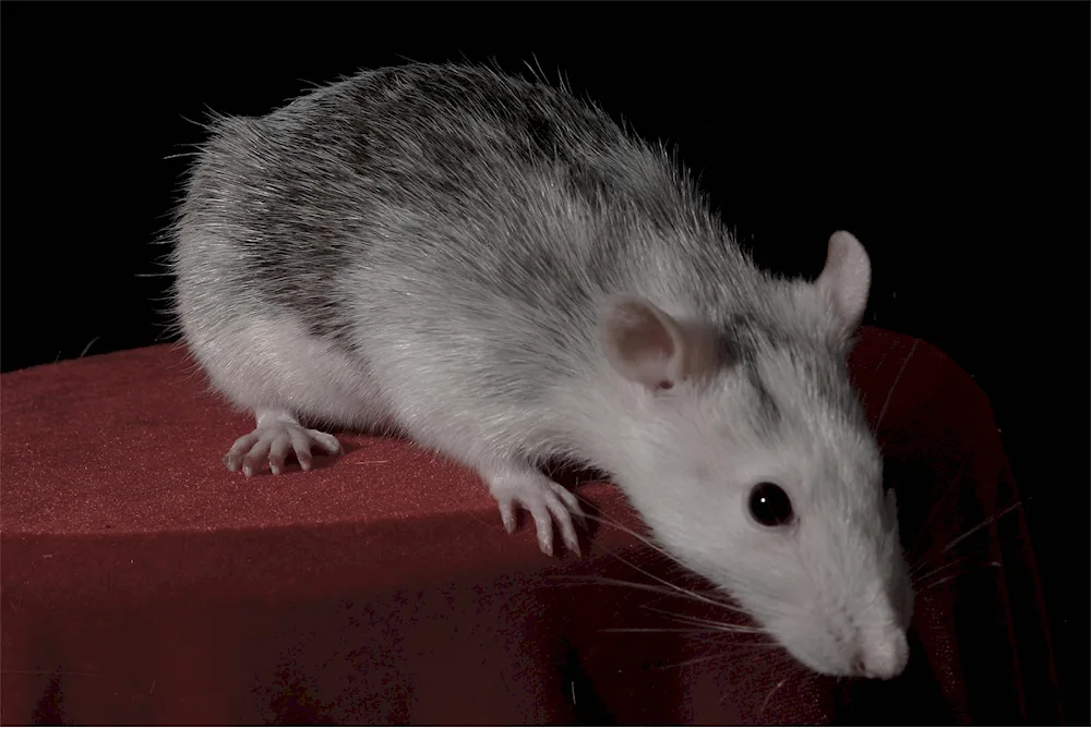 Dumbo albino rat