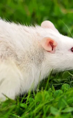 Albino rat