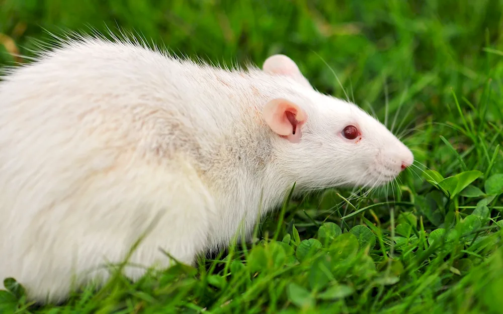 Albino rat