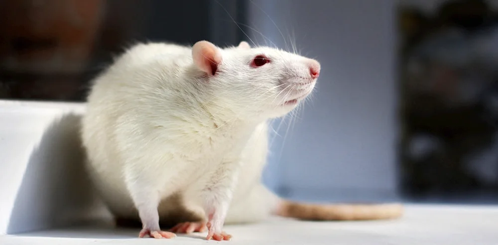 Albino rat