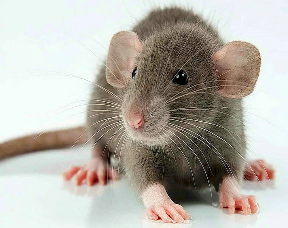 Grey rat Rattus norvegicus