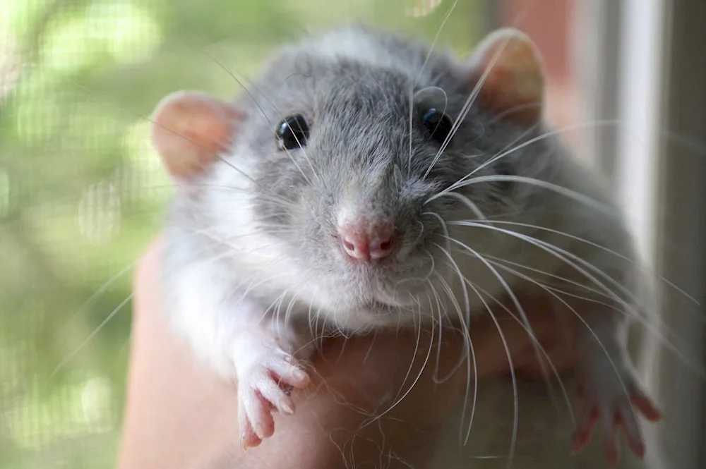 Dumbo rat