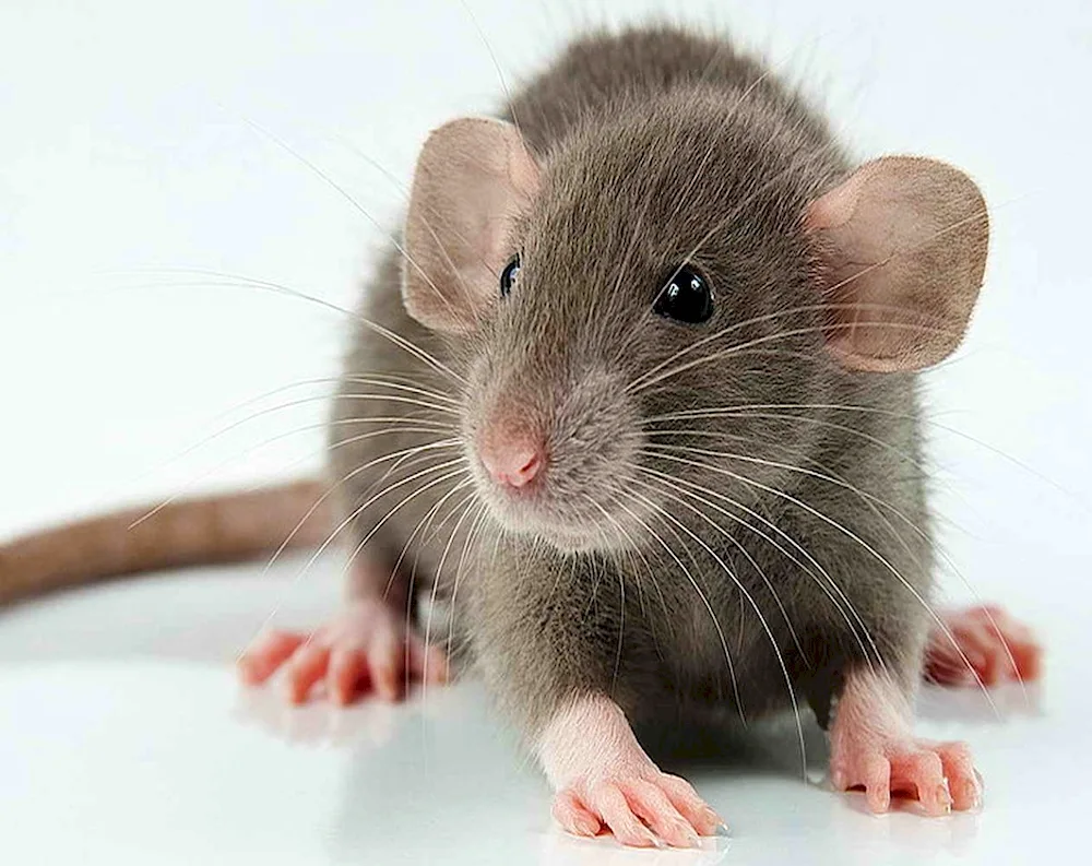 Dumbo rat