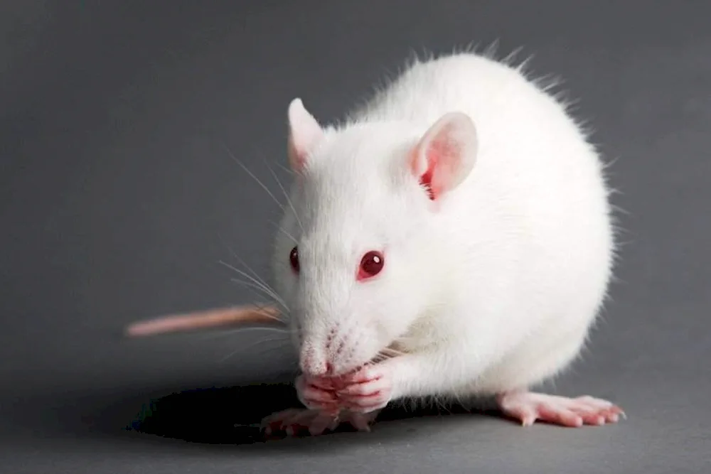 Dumbo albino rat