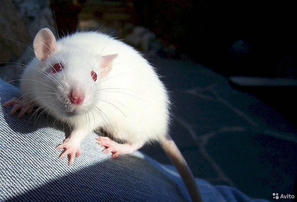 Dumbo albino rat