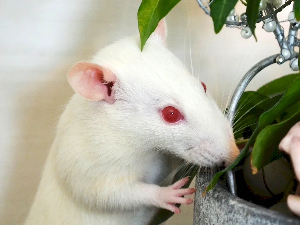 Dumbo albino rat