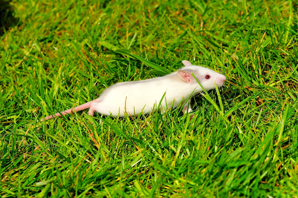 Dumbo albino rat