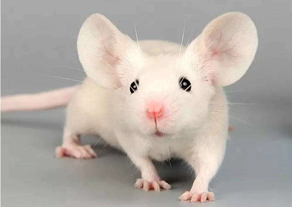 Rat Dumbo white