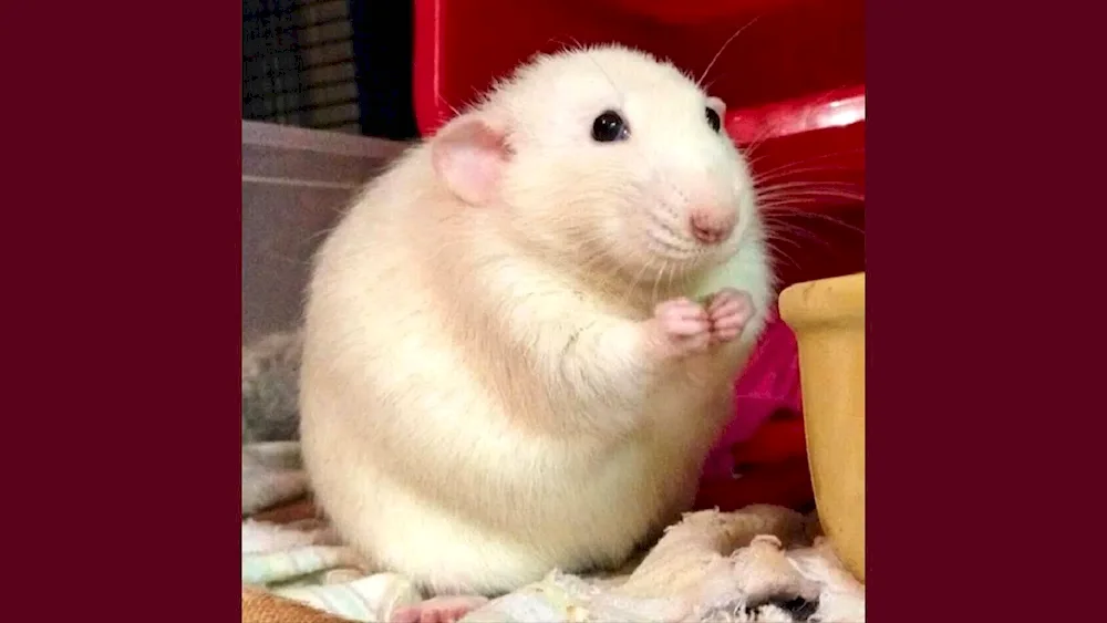 Dumbo white rat