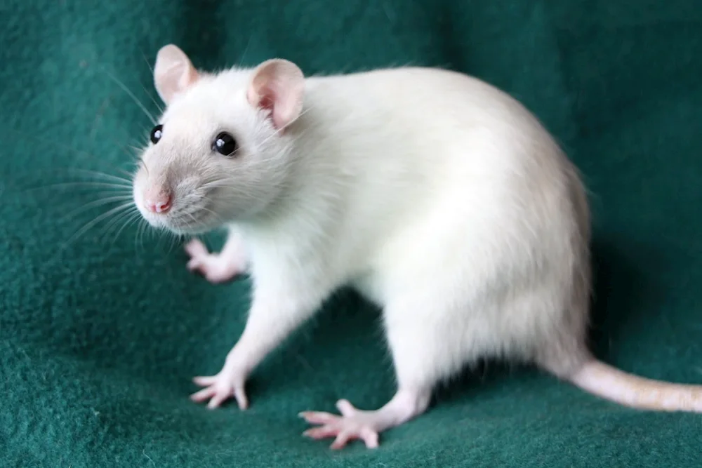 Dumbo rat white with black eyes