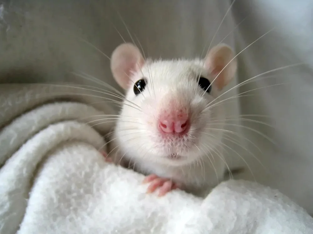 Dumbo rat white with red eyes