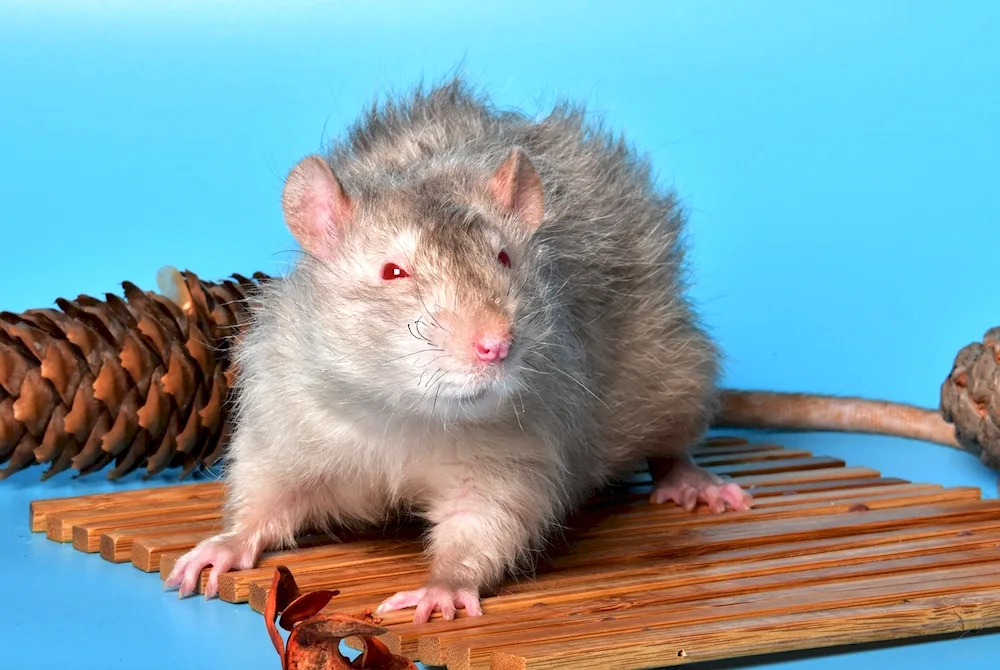 Dumbo rat breed