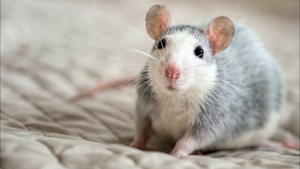 Dumbo Siamese rat Dumbo