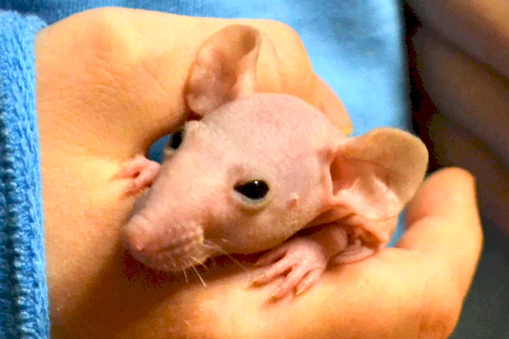 Dumbo sphinx rat