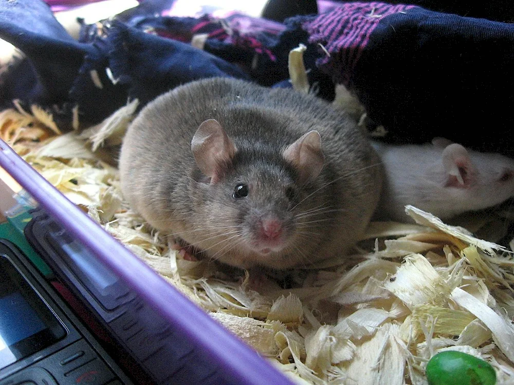 Fat rat