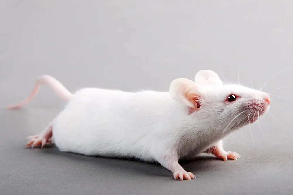 White albino rat